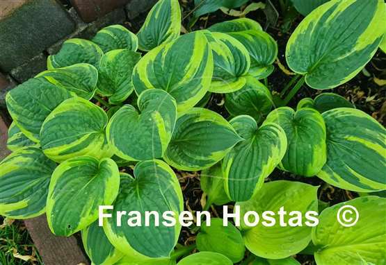 Hosta Carousel 